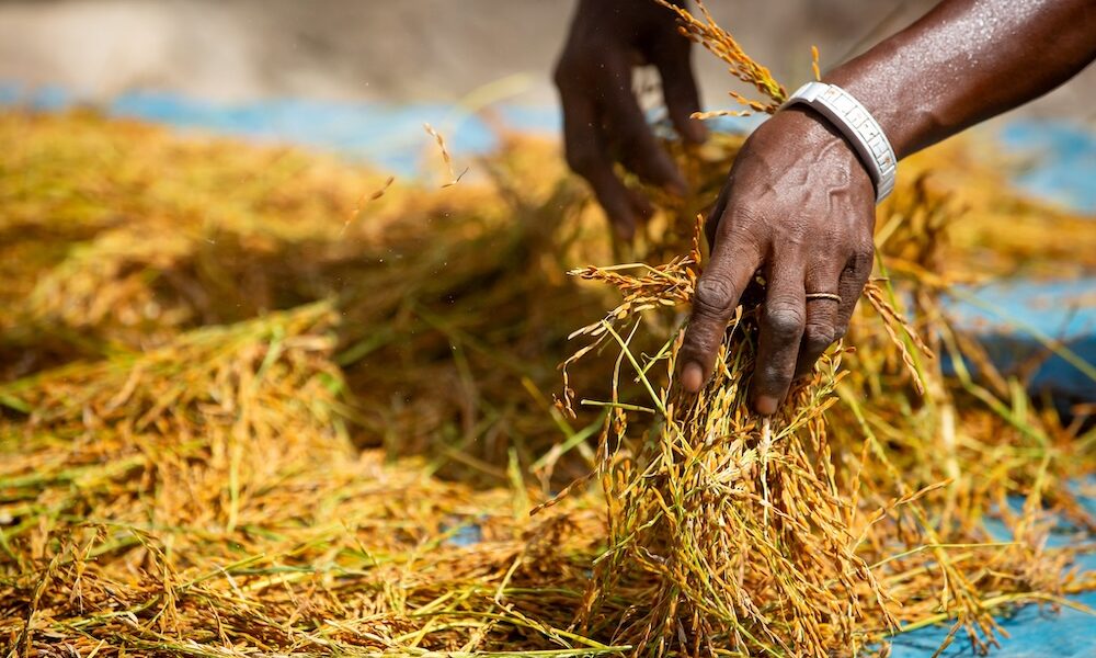 AfDB Approves $9.4M Grant to Boost Climate-Resilient Rice Farming in West Africa