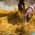 AfDB Approves $9.4M Grant to Boost Climate-Resilient Rice Farming in West Africa