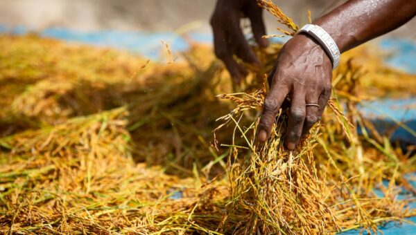 AfDB Approves $9.4M Grant to Boost Climate-Resilient Rice Farming in West Africa