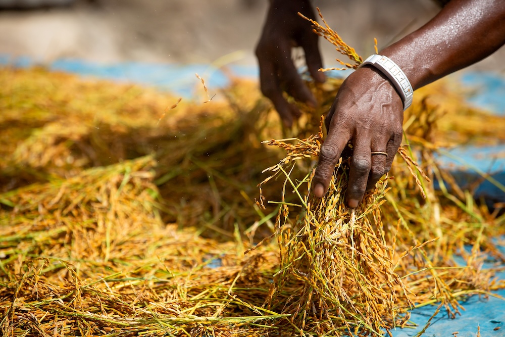 AfDB Approves $9.4M Grant to Boost Climate-Resilient Rice Farming in West Africa