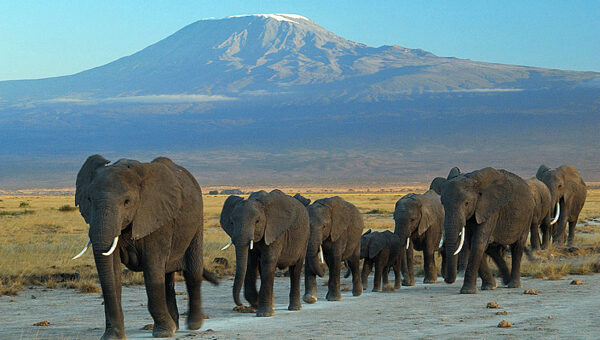 Amboseli Wildlife Conservation Workshop 2025