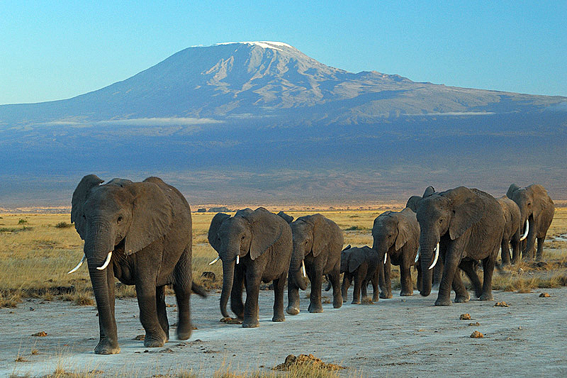 Amboseli Wildlife Conservation Workshop 2025
