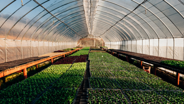 Controlled environment agriculture startup Hippo Harvest announces $21m Series B funding to scale next-generation greenhouse platform