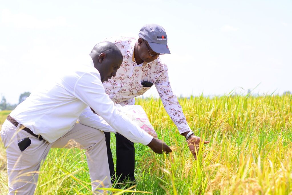 How Sustainable Farming Can Enhance Rice Production in Kenya