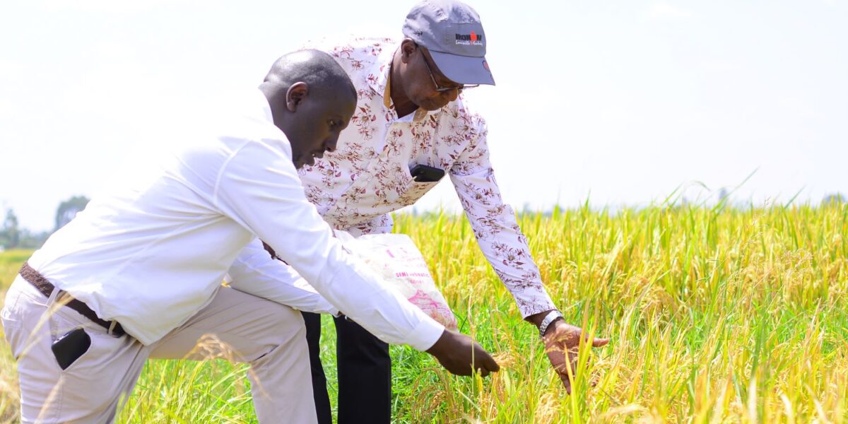 How Sustainable Farming Can Enhance Rice Production in Kenya