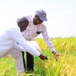 How Sustainable Farming Can Enhance Rice Production in Kenya
