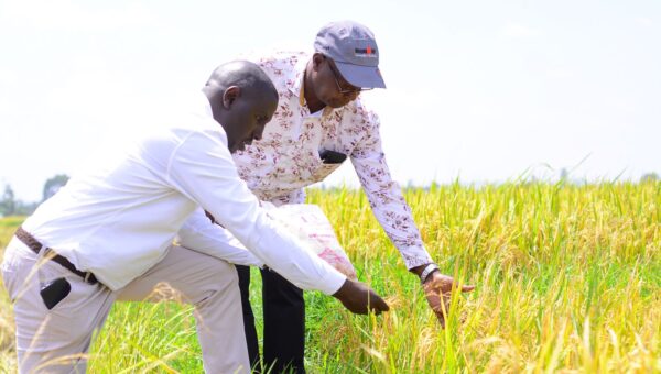 How Sustainable Farming Can Enhance Rice Production in Kenya