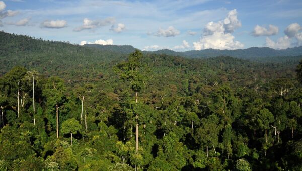 Karura Forest Community Cleanup & Nature Walk 2025