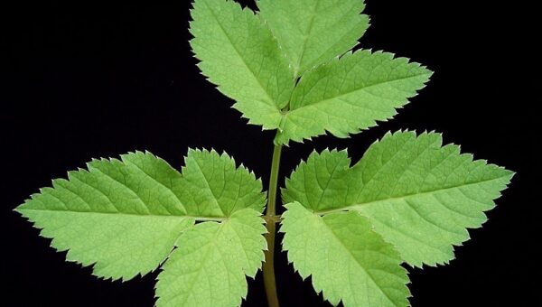 Kenya Green Building Society Conference 2025