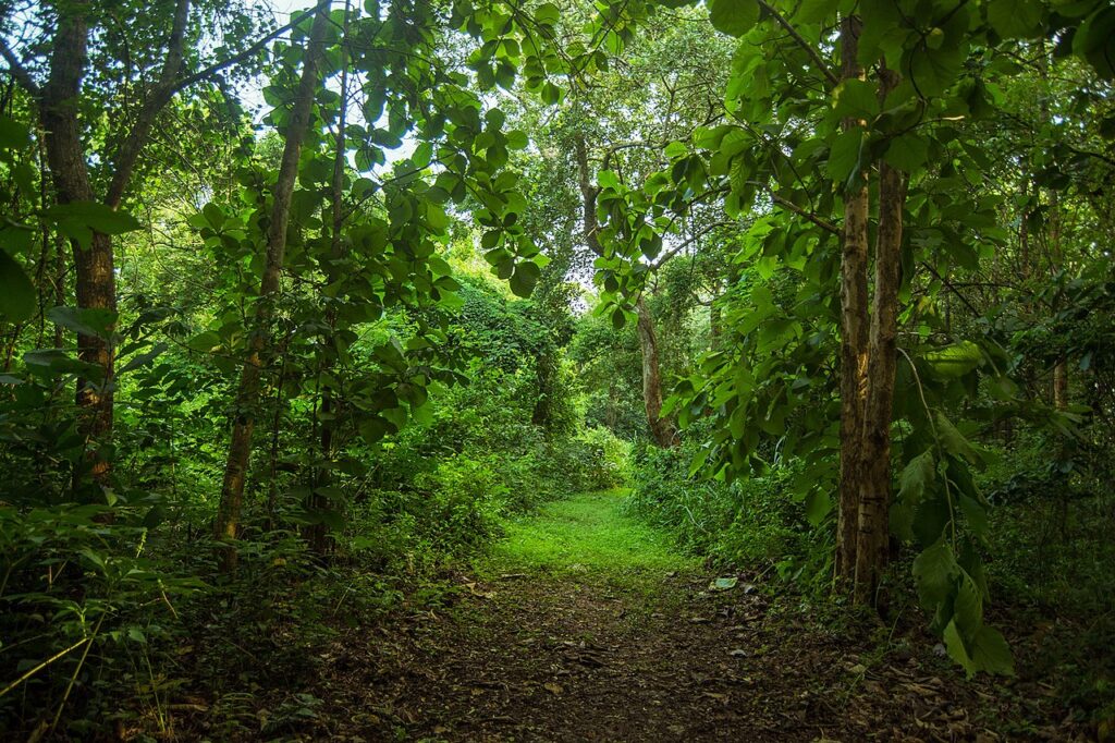 Kenya National Tree Planting Day 2025