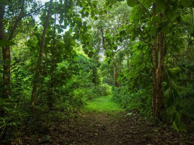 Kenya National Tree Planting Day 2025