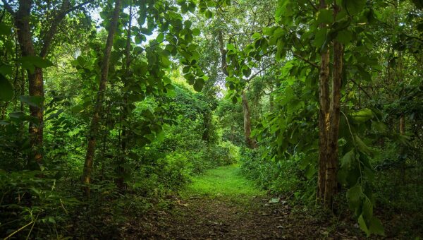 Kenya National Tree Planting Day 2025