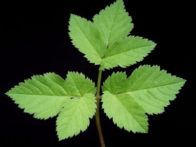 KEPSA Green Economy Summit 2025