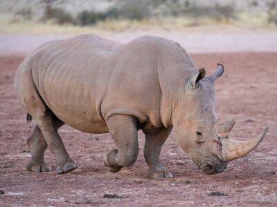 Lewa Safari Marathon 2025