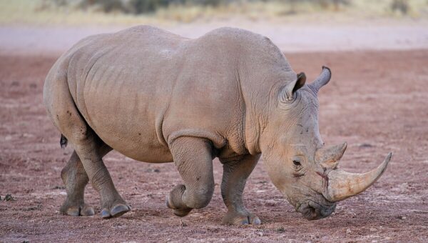 Lewa Safari Marathon 2025