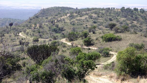 Lewa Safari Marathon 2026