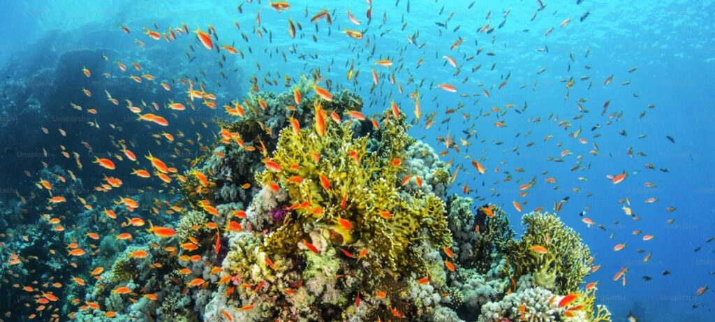 Ocean health in focus as nominations open for UNEP’s 2026 Champions of the Earth Award