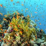 Ocean health in focus as nominations open for UNEP’s 2026 Champions of the Earth Award