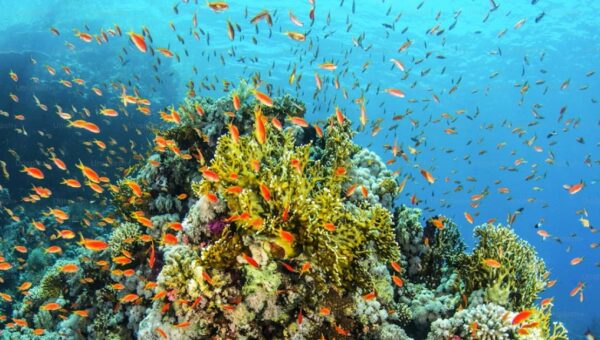 Ocean health in focus as nominations open for UNEP’s 2026 Champions of the Earth Award