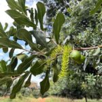 Pamoja raises $8.5 million to accelerate sustainable macadamia nut production in Kenya and Tanzania