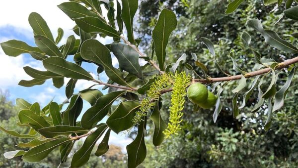 Pamoja raises $8.5 million to accelerate sustainable macadamia nut production in Kenya and Tanzania
