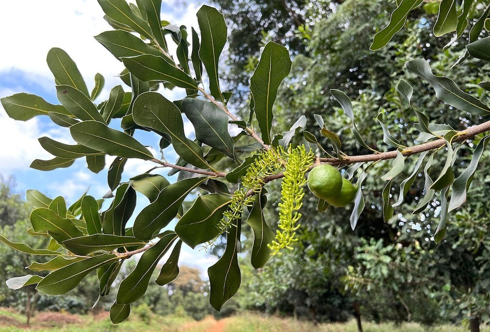 Pamoja raises $8.5 million to accelerate sustainable macadamia nut production in Kenya and Tanzania