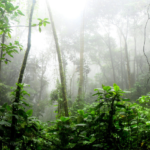 Rockefeller Foundation invests in nature to support indigenous peoples and rainforest communities at COP29