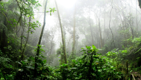 Rockefeller Foundation invests in nature to support indigenous peoples and rainforest communities at COP29