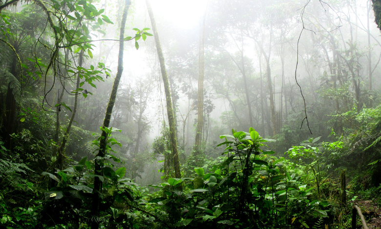 Rockefeller Foundation invests in nature to support indigenous peoples and rainforest communities at COP29