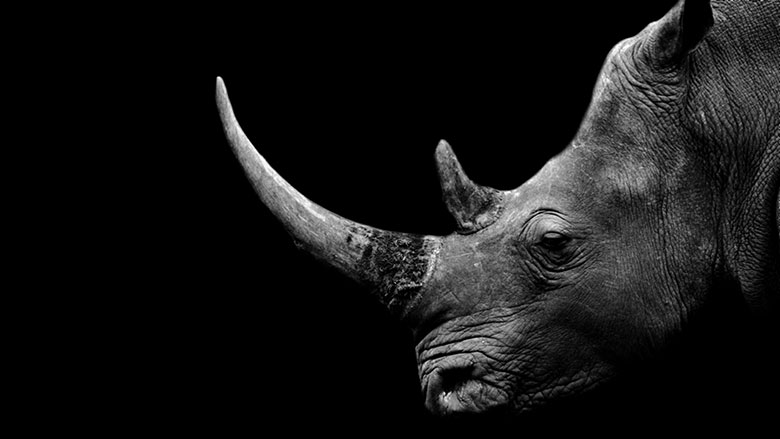 South Africa Pioneers Innovative Wildlife Conservation Bond to Protect Black Rhinos and Support Local Communities