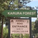 Storm at Karura: 300 Children Bursaries, 196 Community Workers and Forest Projects Caught in the Crossfire