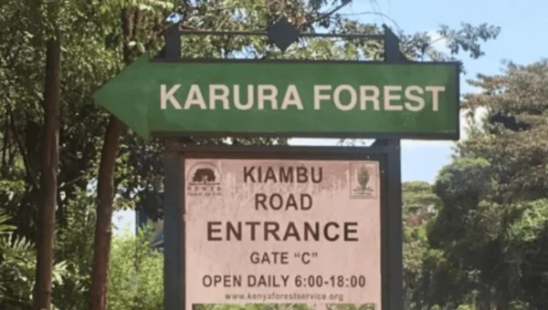 Storm at Karura: 300 Children Bursaries, 196 Community Workers and Forest Projects Caught in the Crossfire