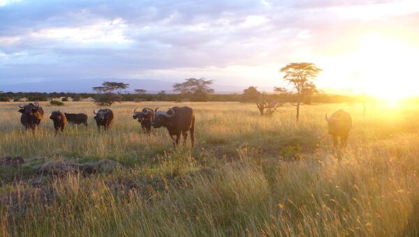 Tsavo Conservation & Wildlife Festival 2025