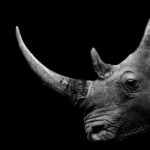 Wildlife Conservation Bond Boosts South Africa’s Efforts to Protect Black Rhinos and Support Local Communities