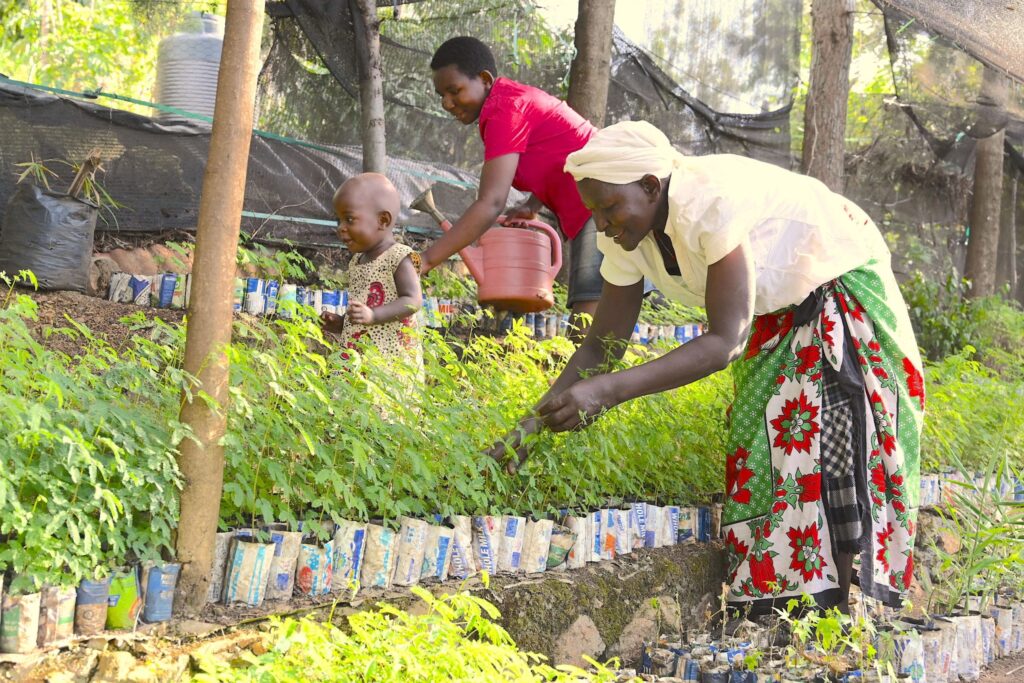 World Vision Initiative Regreening Africa Honored as UN World Restoration Flagship,