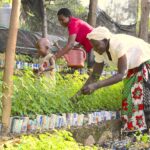 World Vision Initiative Regreening Africa Honored as UN World Restoration Flagship,